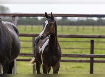 Zangersheider, Stallion, Foal (04/2025), Pinto