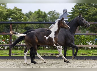 Zangersheider, Stallion, Foal (04/2025), Pinto