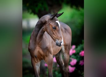Zangersheider, Stallion, Foal (05/2025)