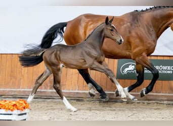 Zangersheider, Stallion, Foal (05/2025)