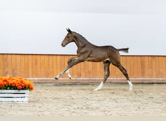 Zangersheider, Stallion, Foal (05/2025)