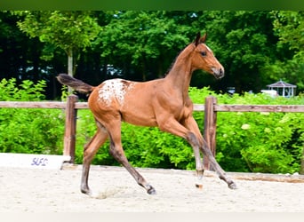 Zangersheider, Stallion, 