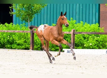 Zangersheider, Stallion, 