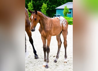 Zangersheider, Stallion, 