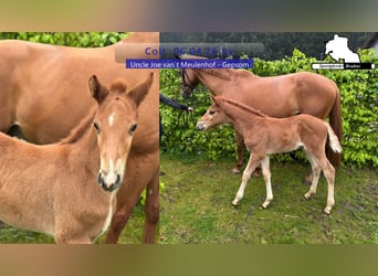 Zangersheider, Stallion, Foal (04/2026)