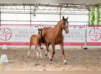 Zangersheider, Stallion, Foal (05/2026)