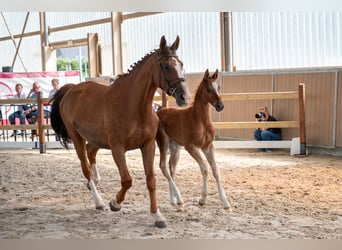 Zangersheider, Stallion, Foal (05/2026)