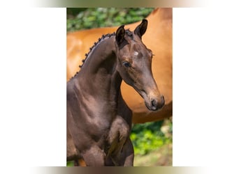 Zangersheider, Stallion, Foal (05/2025)