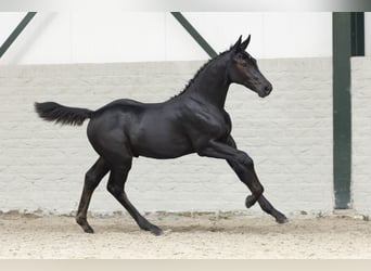 Zangersheider, Stallion, Foal (05/2025)