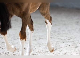 Zangersheider, Stallion, 