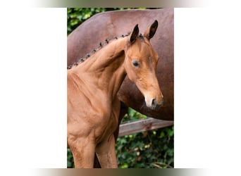 Zangersheider, Stallion, Foal (06/2025)