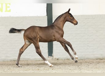 Zangersheider, Stallion, Foal (05/2025)