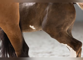 Zangersheider, Stallion, 