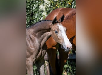 Zangersheider, Stallion, 