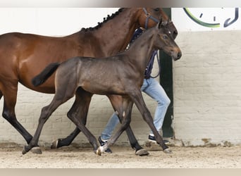 Zangersheider, Stallion, Foal (07/2025)