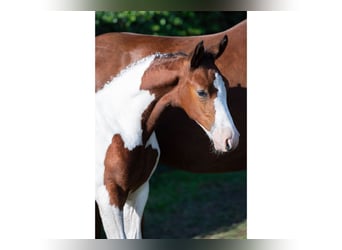 Zangersheider, Stallion, Foal (06/2025)