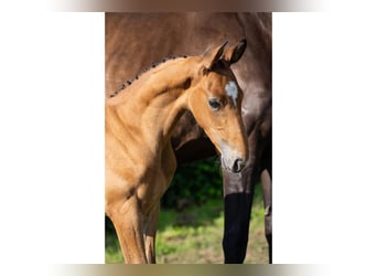 Zangersheider, Stallion, Foal (07/2025)