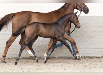 Zangersheider, Stallion, 