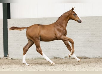 Zangersheider, Stallion, Foal (05/2025)