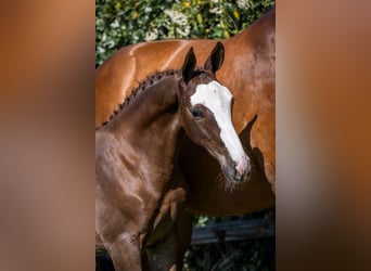 Zangersheider, Stallion, 