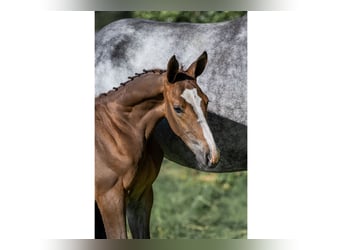 Zangersheider, Stallion, Foal (04/2025)