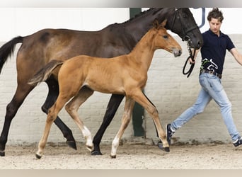 Zangersheider, Stallion, Foal (07/2025)