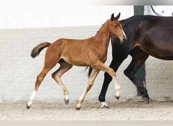 Zangersheider, Stallion, Foal (05/2025)