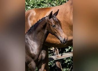 Zangersheider, Stallion, 