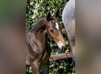 Zangersheider, Stallion, 