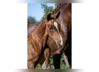Zangersheider, Stallion, 