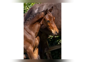Zangersheider, Stallion, Foal (04/2025)