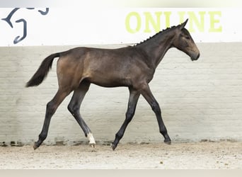 Zangersheider, Stallion, Foal (03/2025)