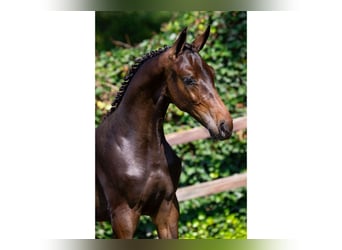 Zangersheider, Stallion, Foal (03/2025)