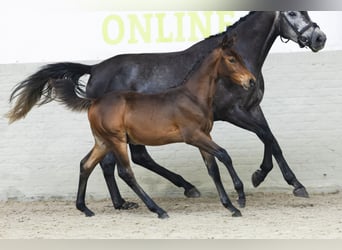 Zangersheider, Stallion, Foal (04/2025)