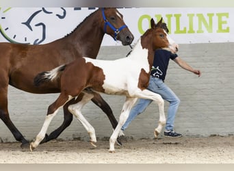 Zangersheider, Stallion, Foal (06/2025)