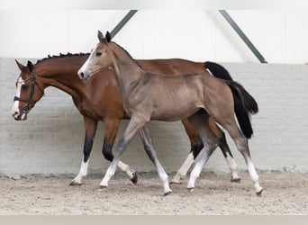 Zangersheider, Stallion, 