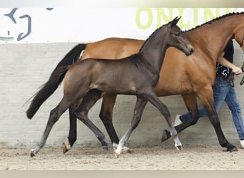 Zangersheider, Stallion, Foal (05/2025)