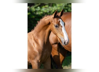 Zangersheider, Stallion, Foal (05/2025)