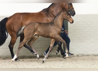 Zangersheider, Stallion, Foal (05/2025)