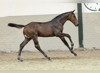 Zangersheider, Stallion, 