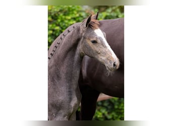 Zangersheider, Stallion, Foal (04/2025)