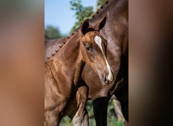 Zangersheider, Stallion, 