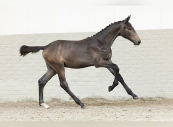 Zangersheider, Stallion, Foal (03/2025)