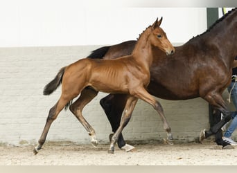 Zangersheider, Stallion, Foal (06/2025)