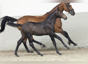Zangersheider, Stallion, Foal (04/2025)