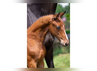 Zangersheider, Stallion, Foal (05/2025)