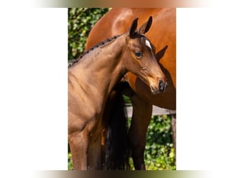 Zangersheider, Stallion, Foal (05/2025)