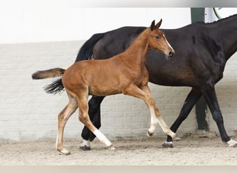 Zangersheider, Stallion, Foal (05/2025)
