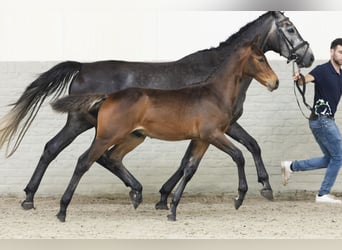 Zangersheider, Stallion, Foal (04/2025)