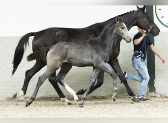Zangersheider, Stallion, Foal (04/2025)